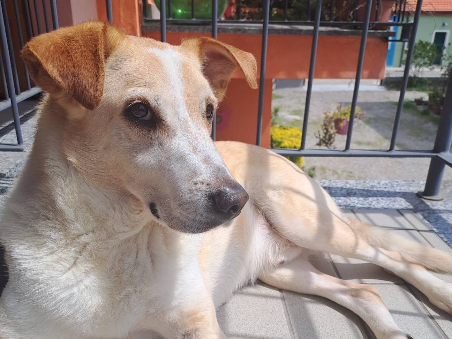 Vuoi adottare un cane a Milano?