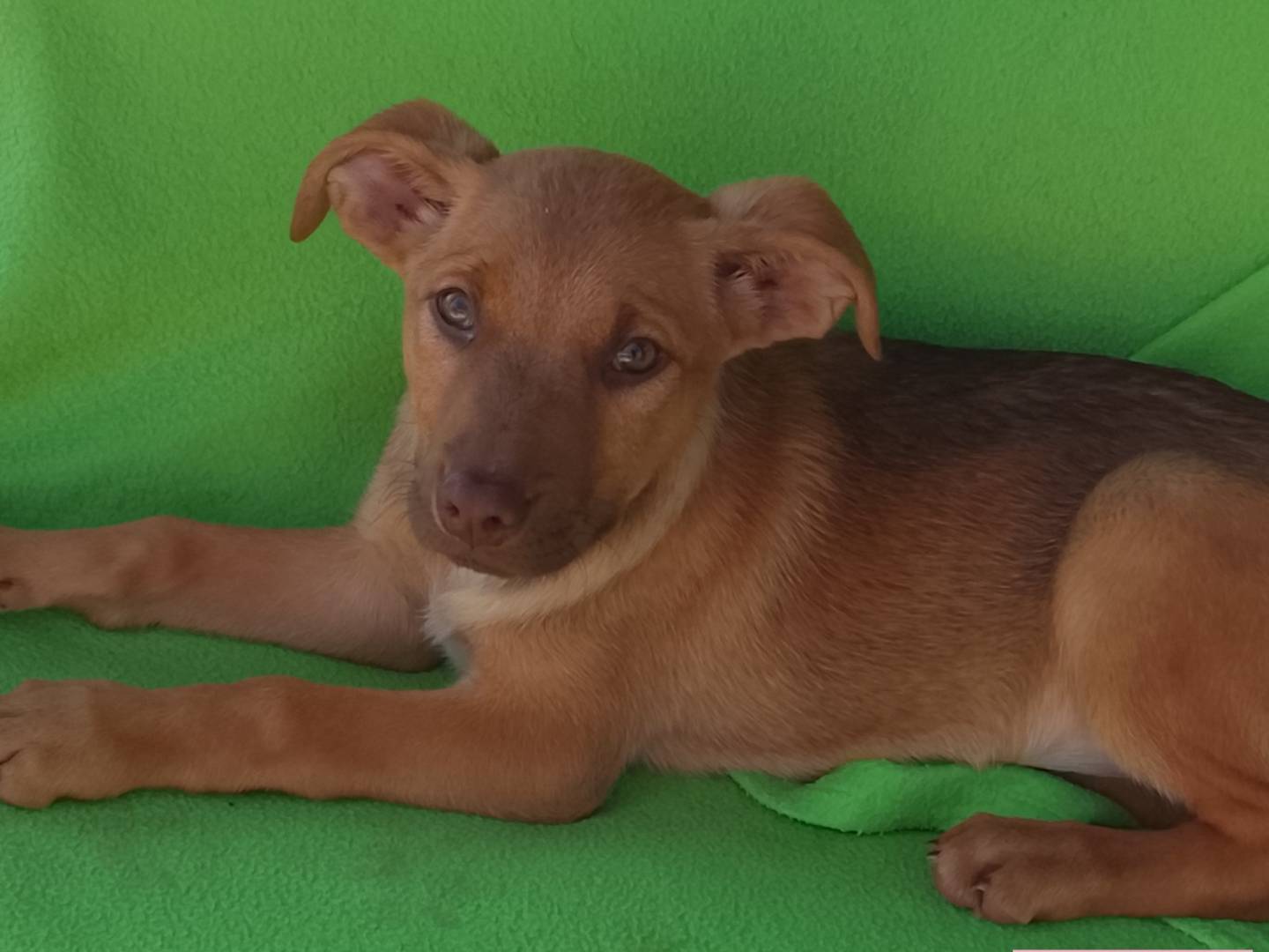 Adozione cane, femmina, Pitbull Razza sconosciuta, 2 mesi, taglia media, Siracusa