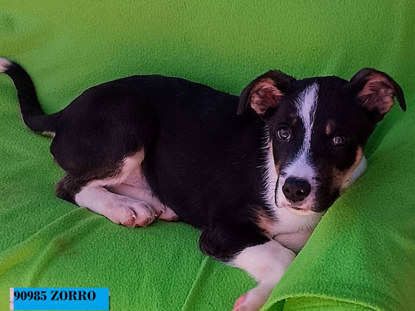 Adozione cane, maschio, Pitbull Razza sconosciuta, 2 mesi, taglia media, Siracusa