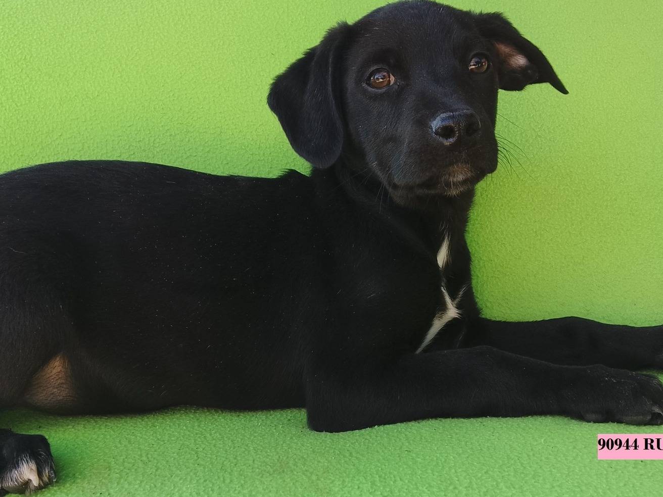 Adozione cane, femmina, Pitbull Razza sconosciuta, 2 mesi, taglia media, Siracusa