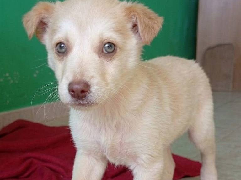 Adozione cane, maschio, Razza sconosciuta Razza sconosciuta, 3 mesi, taglia media contenuta, Cagliari