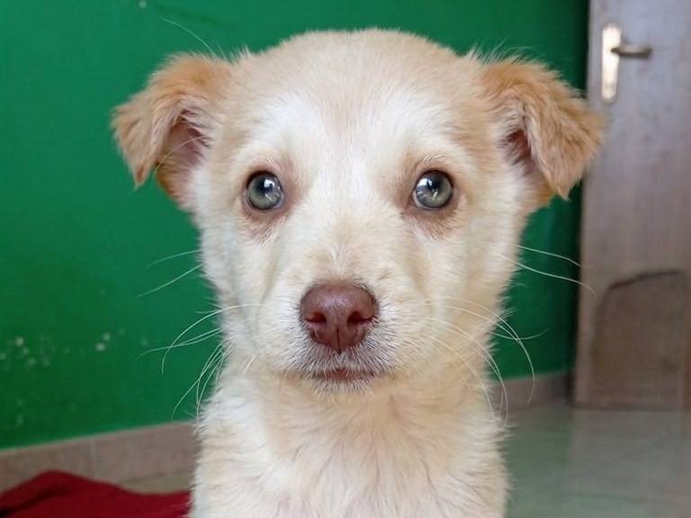 Adotta un cane, maschio, 3 mesi, Cagliari