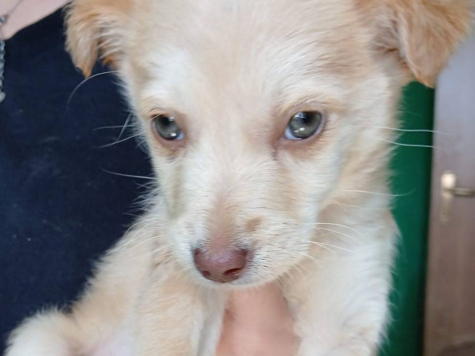 Adotta un cane, taglia media contenuta, maschio, Cagliari