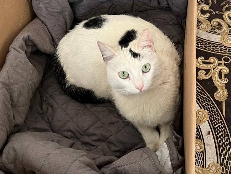 Adozione gatto, femmina, Razza sconosciuta Razza sconosciuta, 2 anni e 1 mese, taglia non valida, Barletta