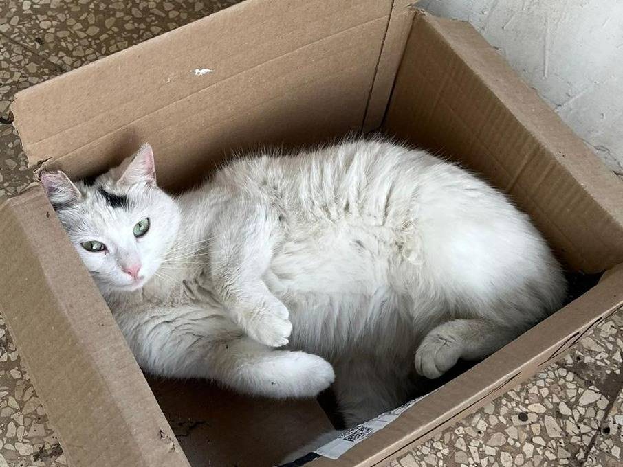 Adotta un gatto, femmina, 2 anni e 1 mese, Barletta