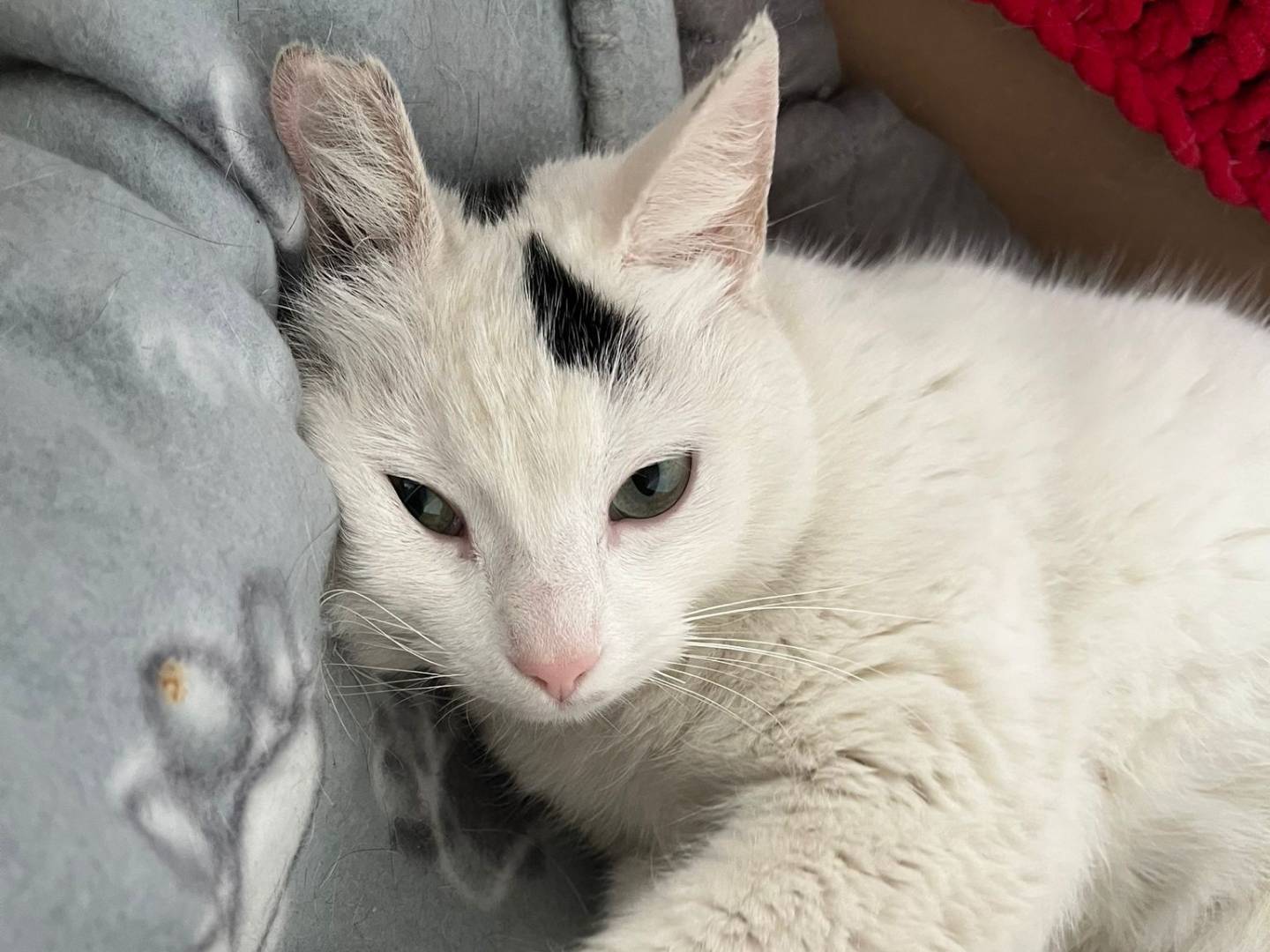 Vuoi adottare un gatto a Barletta?