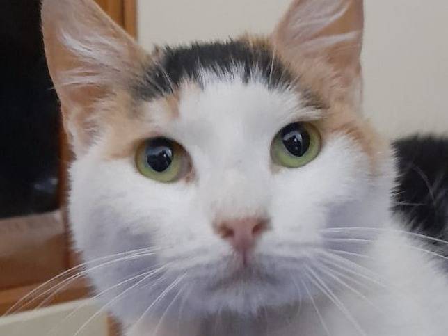 Adozione gatto, maschio, Razza sconosciuta Razza sconosciuta, 4 anni, taglia non valida, Barletta