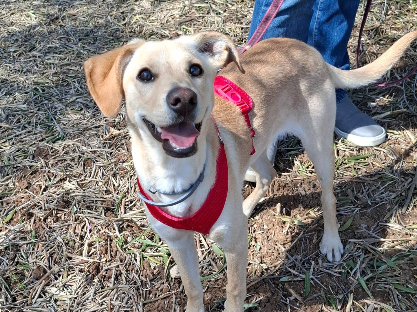 Adozione cane, femmina, Razza sconosciuta Razza sconosciuta, 6 mesi, taglia media contenuta, Cremona