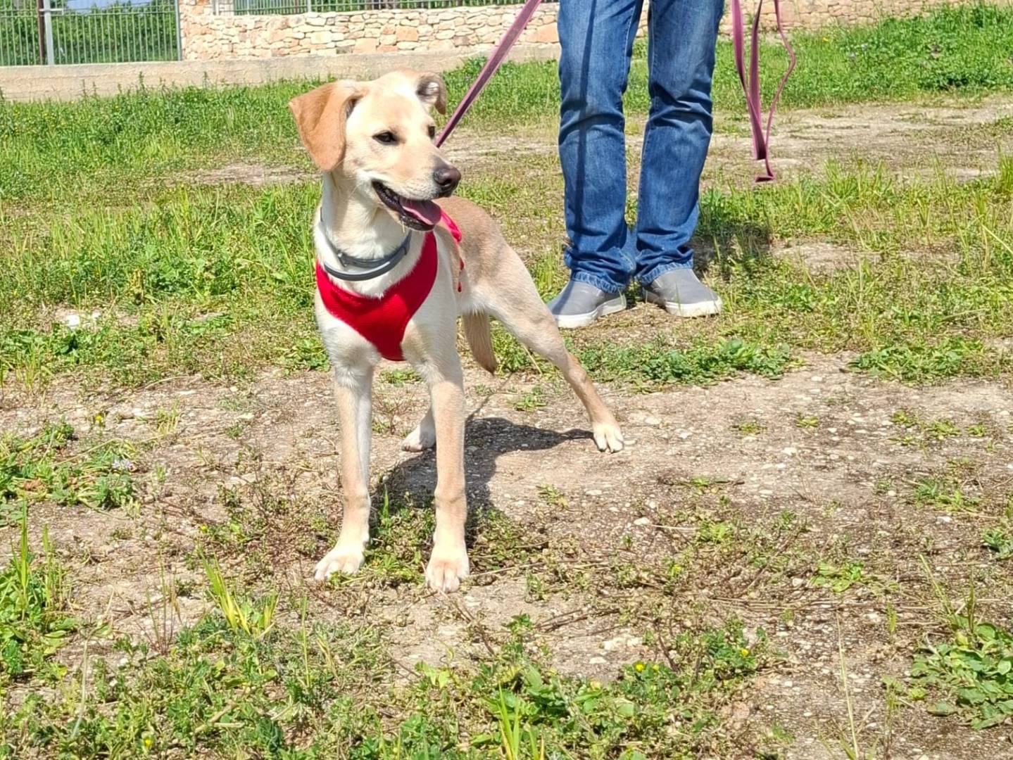 Adotta un cane, femmina, 6 mesi, Cremona
