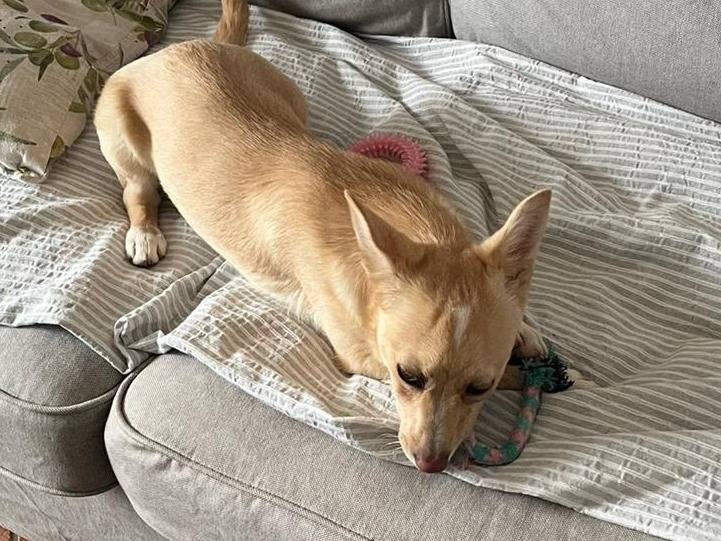 Adozione cane, femmina, Razza sconosciuta Razza sconosciuta, 5 mesi, taglia piccola, Bari