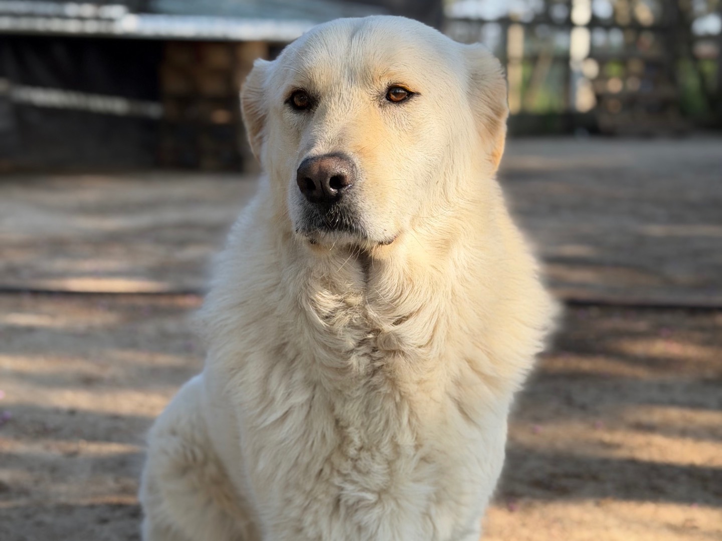 Adozione cane, maschio, Razza sconosciuta Razza sconosciuta, 2 anni e 6 mesi, taglia grande, Milano