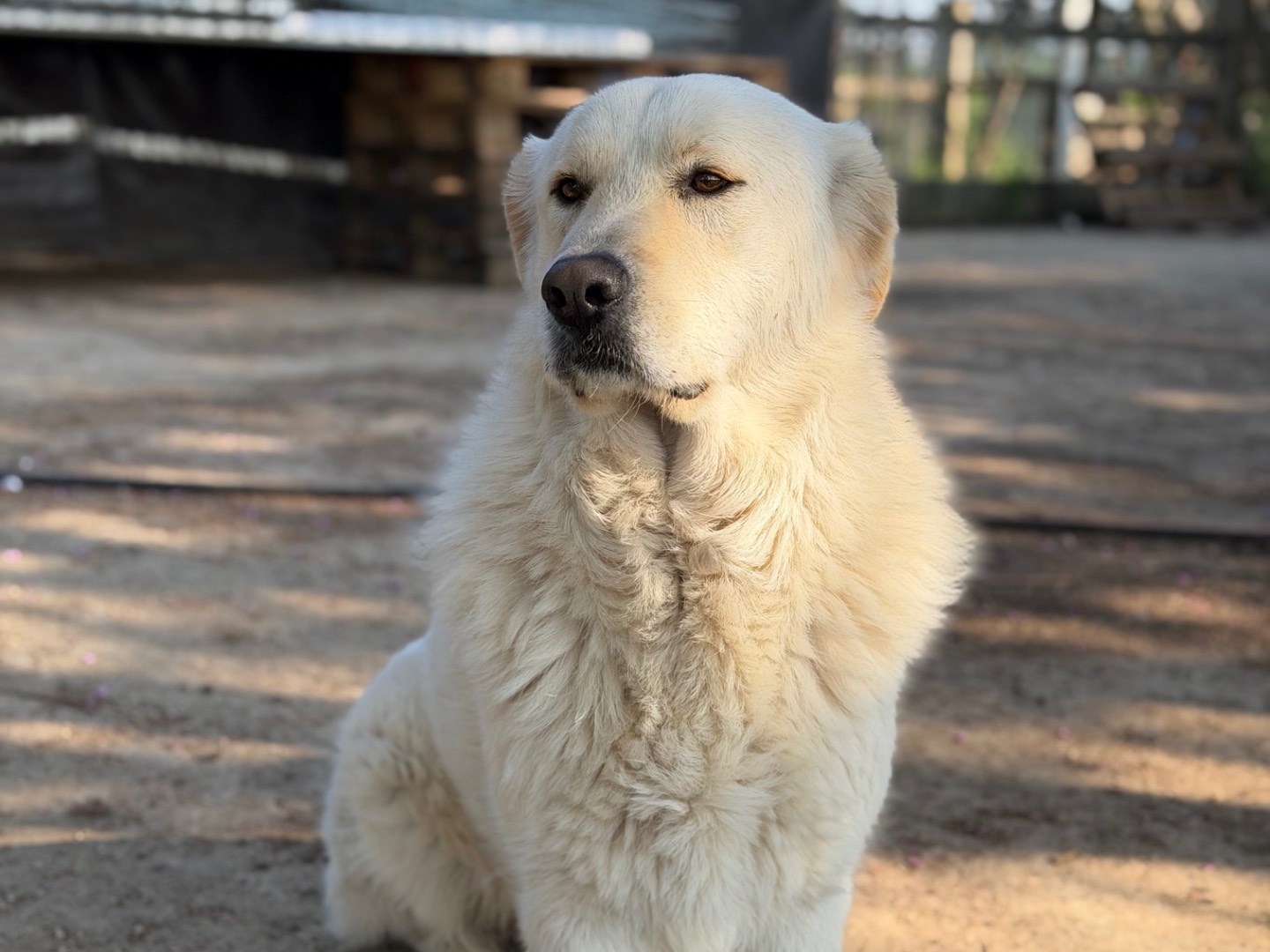 Adotta un cane, maschio, 2 anni e 6 mesi, Milano