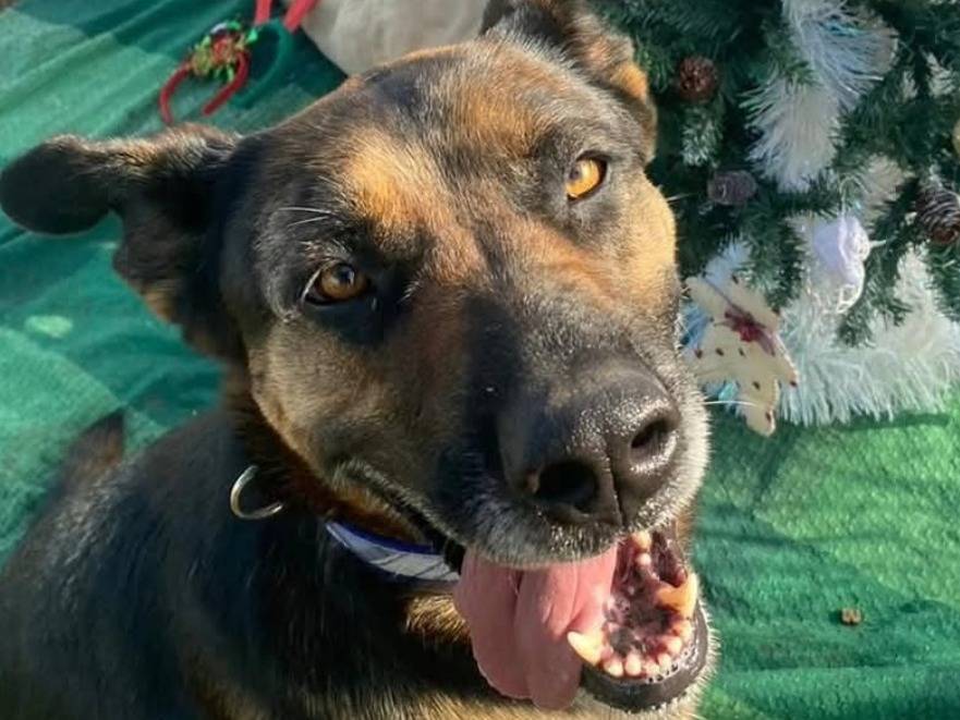 Adozione cane, femmina, Razza sconosciuta Razza sconosciuta, 5 anni e 3 mesi, taglia media, Bari