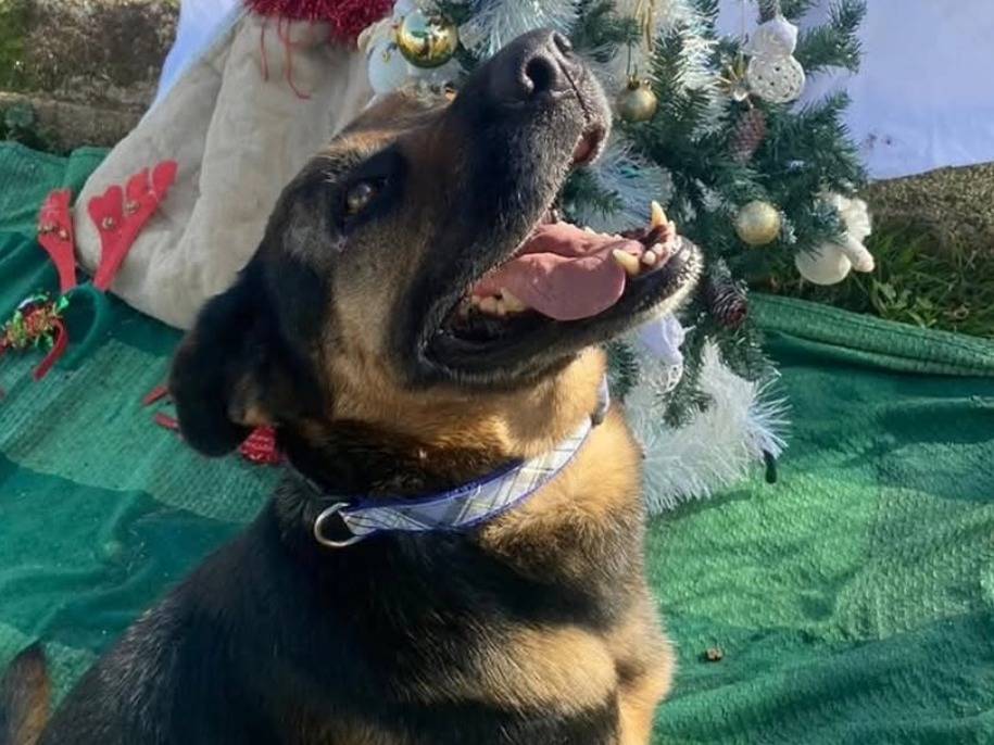 Adotta un cane, femmina, 5 anni e 3 mesi, Bari