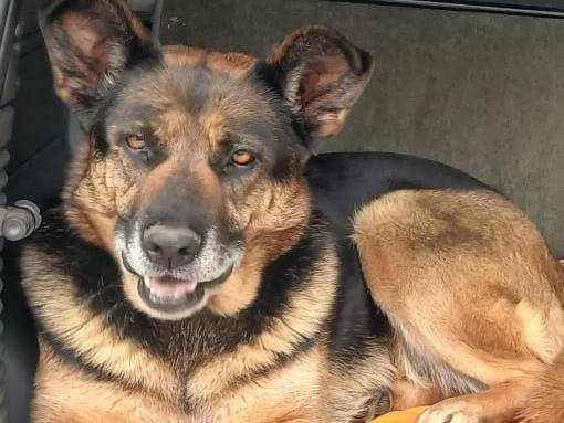 Adotta un cane, taglia media, femmina, Bari