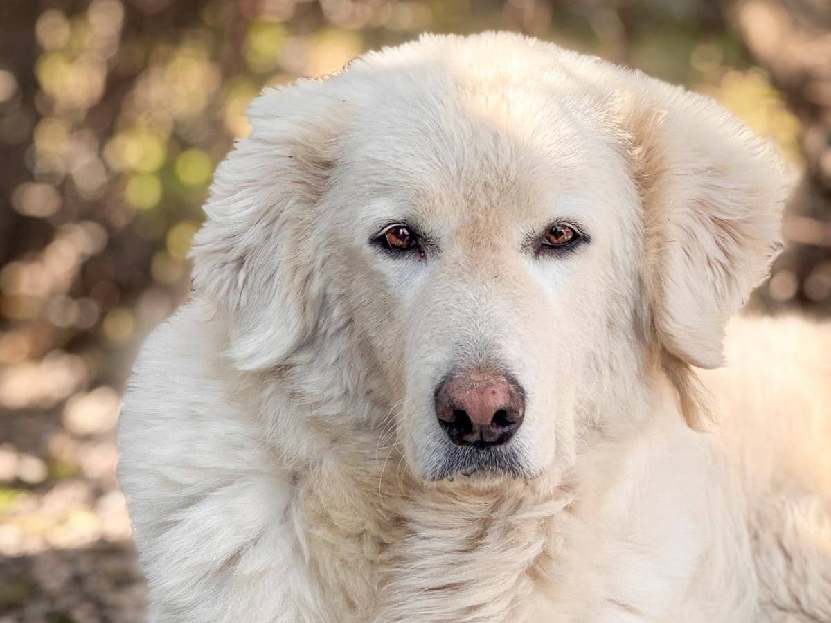 Adozione cane, femmina, Pastore maremmano Razza sconosciuta, 5 anni e 2 mesi, taglia grande, Crotone