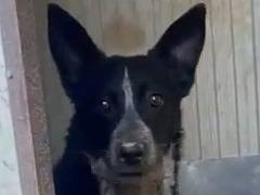 Adozione cane, maschio, Razza sconosciuta Razza sconosciuta, 3 anni, taglia media, Como
