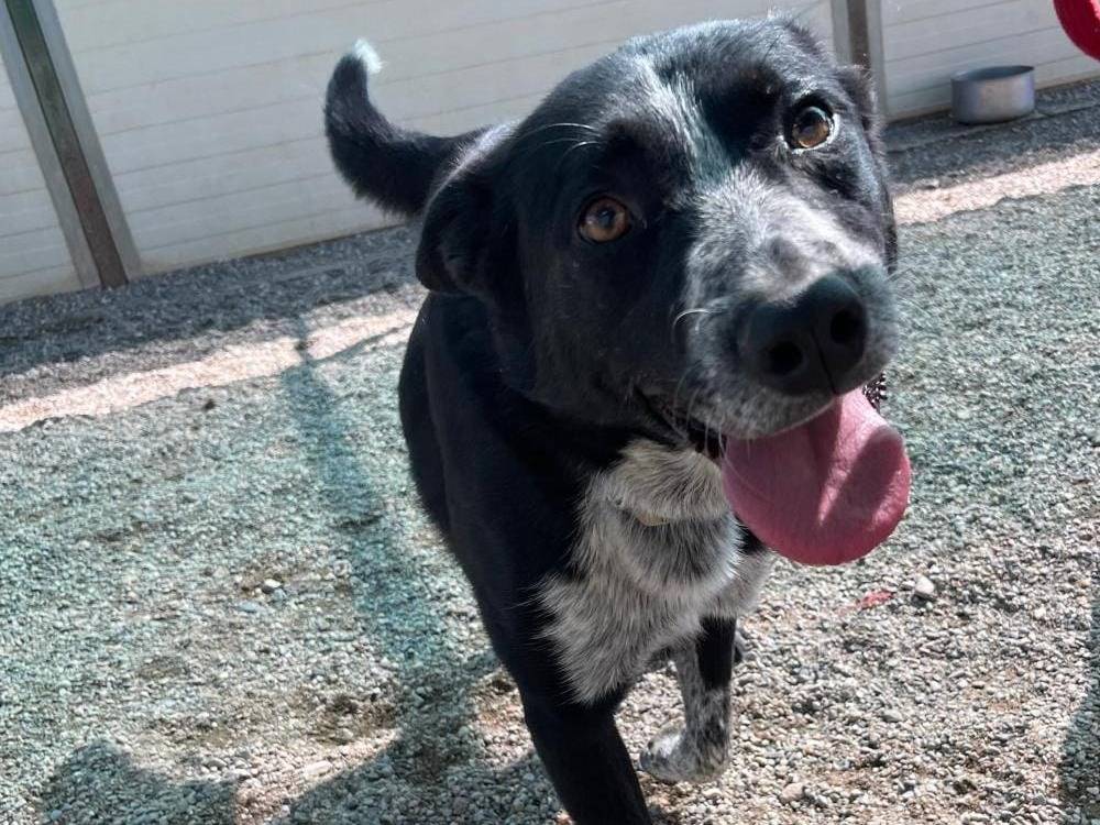 Adotta un cane, maschio, 3 anni, Como