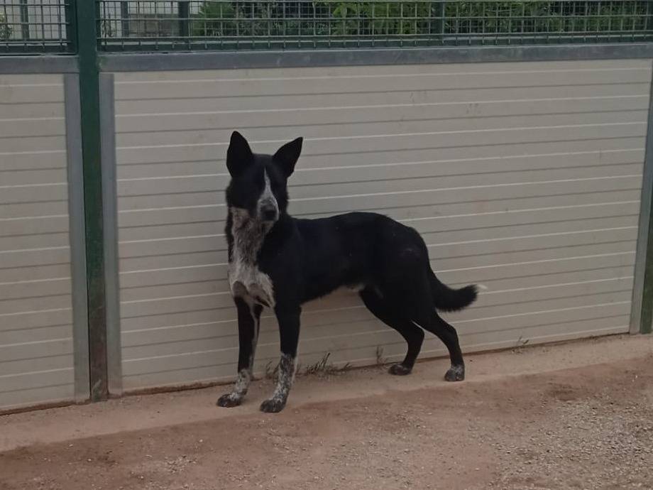 Adotta un cane, taglia media, maschio, Como