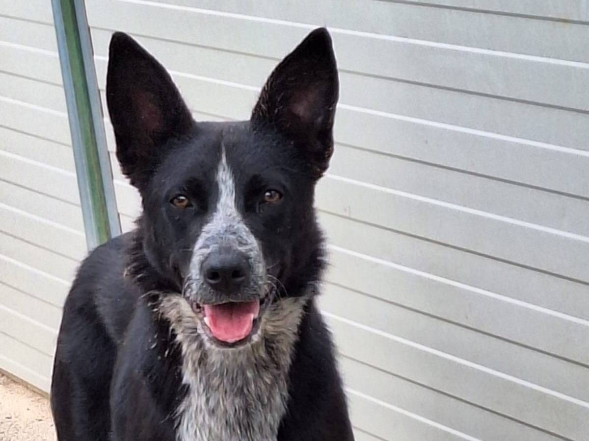 Adotta il cane Valzer a Como