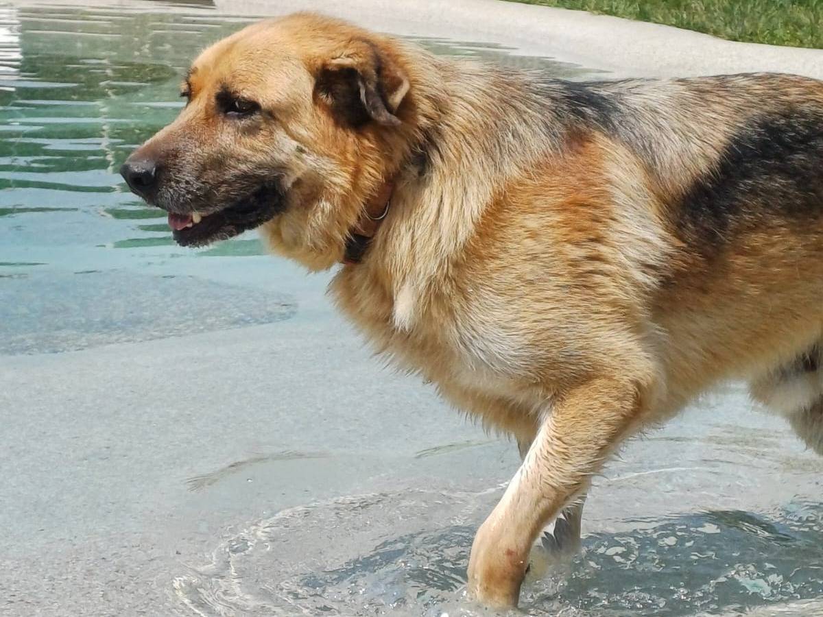 Adozione cane, maschio, Razza sconosciuta Razza sconosciuta, 7 anni e 3 mesi, taglia gigante, Mantova