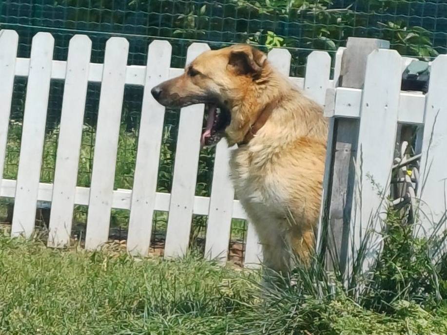 Adotta un cane, taglia gigante, maschio, Mantova