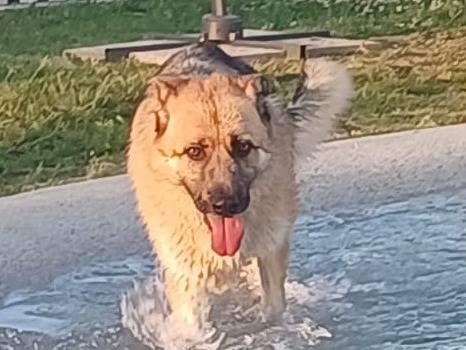 Vuoi adottare un cane a Mantova?