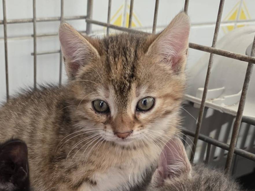 Adozione gatto, femmina, Razza sconosciuta Razza sconosciuta, 2 mesi, taglia non valida, Como