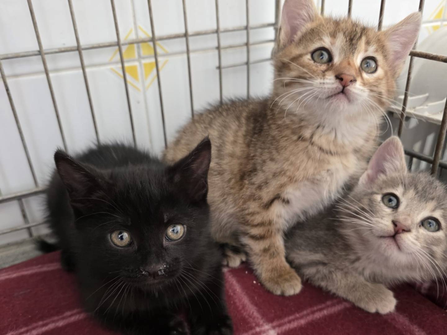 Adotta un gatto, femmina, 2 mesi, Como