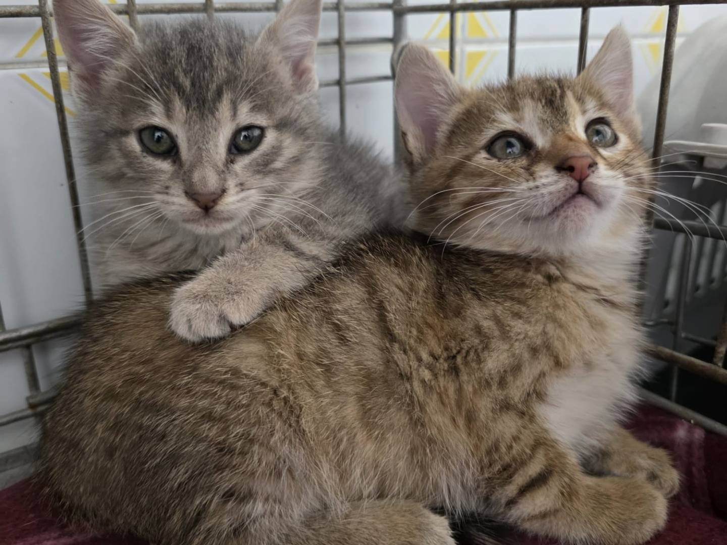 Adotta un gatto, taglia non valida, femmina, Como