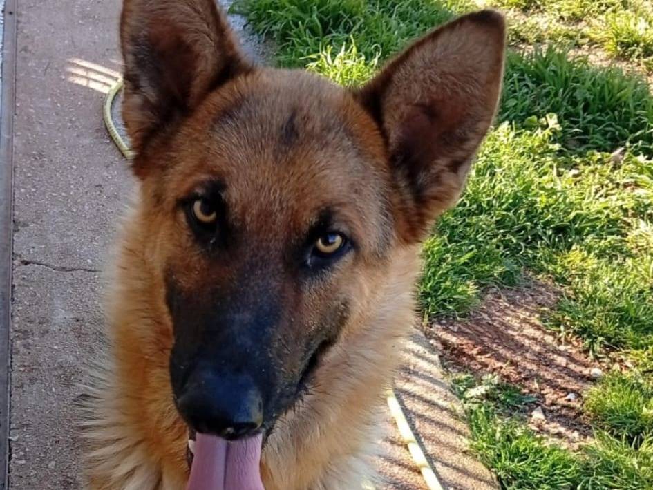 Adozione cane, maschio, Pastore tedesco Razza sconosciuta, 2 anni e 1 mese, taglia media, Taranto