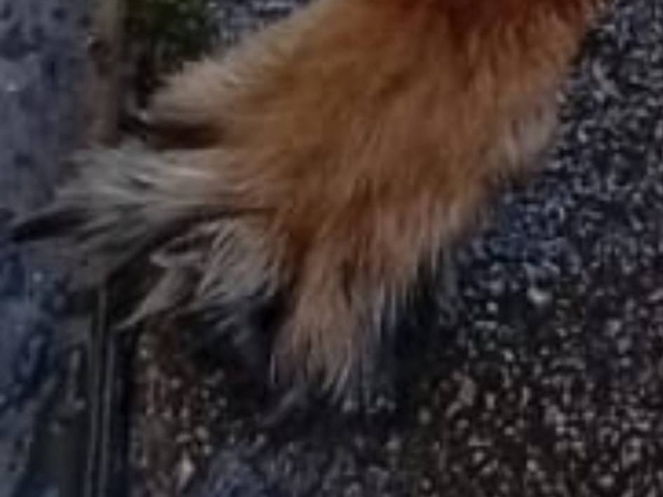 Adotta un cane, maschio, 2 anni e 1 mese, Taranto