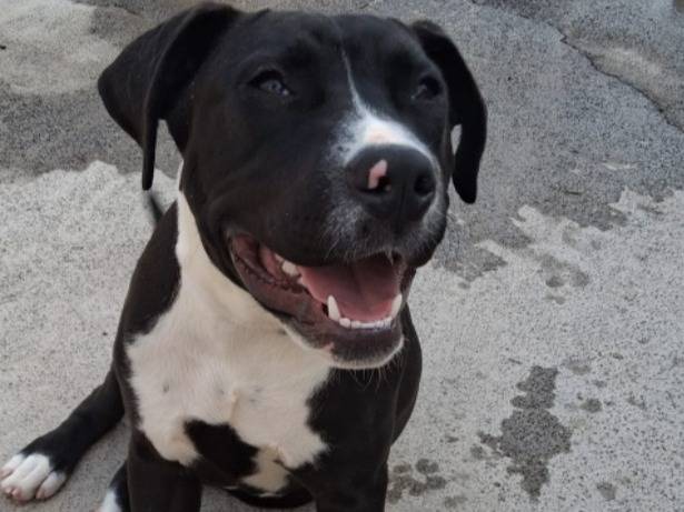 Adozione cane, femmina, Razza sconosciuta Razza sconosciuta, 6 mesi, taglia media contenuta, Siracusa