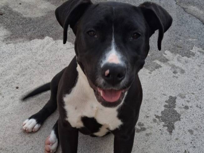 Adotta un cane, femmina, 6 mesi, Siracusa