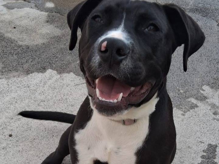 Vuoi adottare un cane a Siracusa?