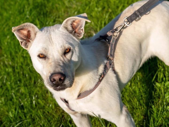 Adozione cane, maschio, Dogo Argentino Labrador Retriever, 1 anno e 11 mesi, taglia grande, Barletta