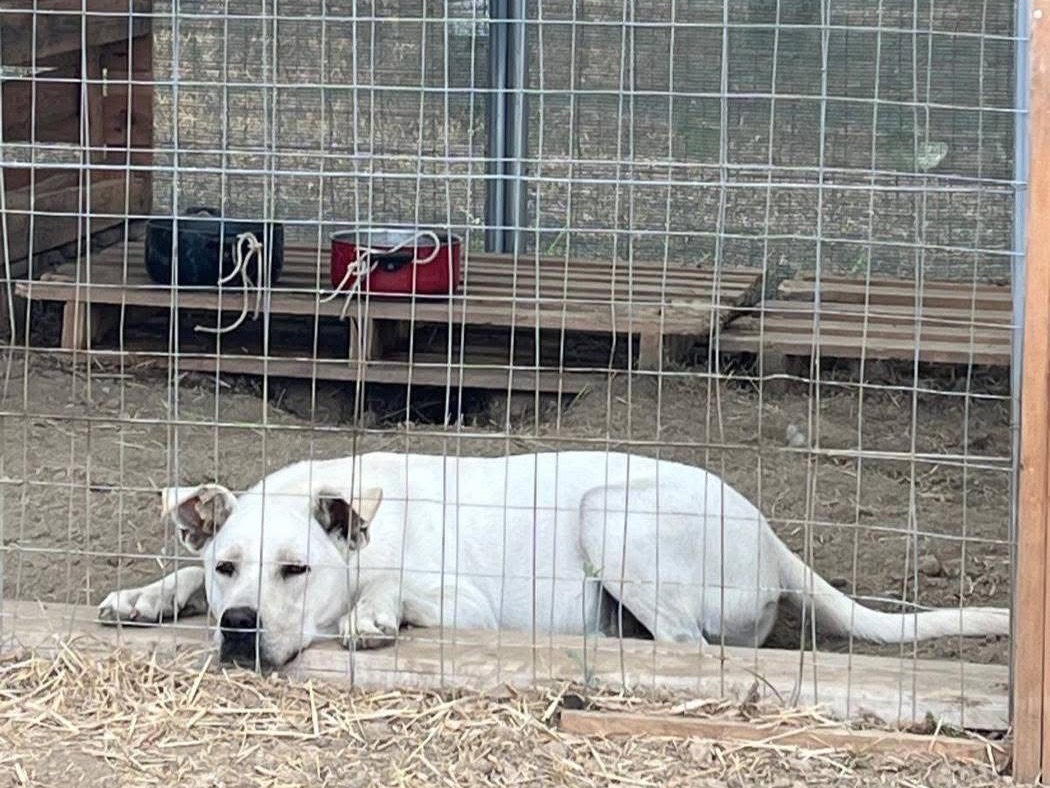 Adotta un cane, taglia grande, maschio, Barletta