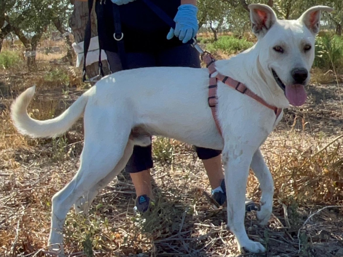 Vuoi adottare un cane a Barletta?