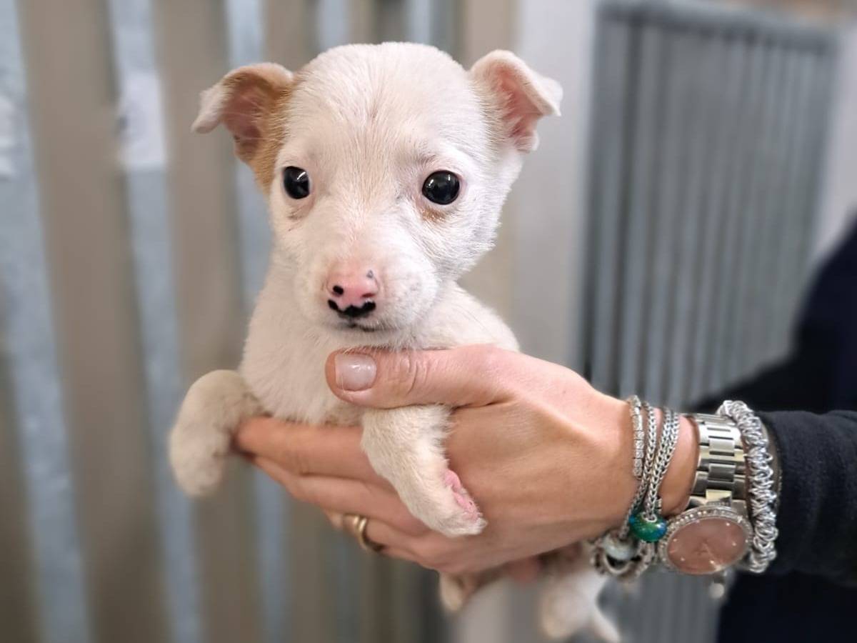 Adozione cane, femmina, Razza sconosciuta Razza sconosciuta, 1 anno e 2 mesi, taglia piccola, Benevento