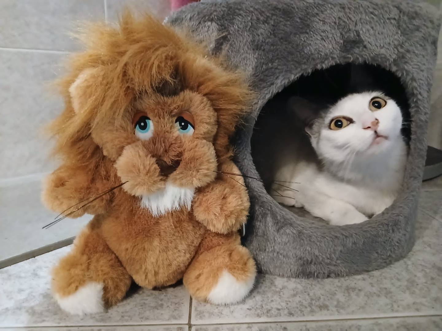 Adozione gatto, femmina, Razza sconosciuta Razza sconosciuta, 1 anno, taglia non valida, Torino