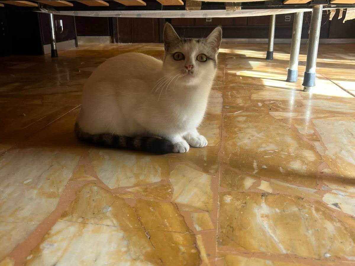 Adotta un gatto, femmina, 1 anno, Torino