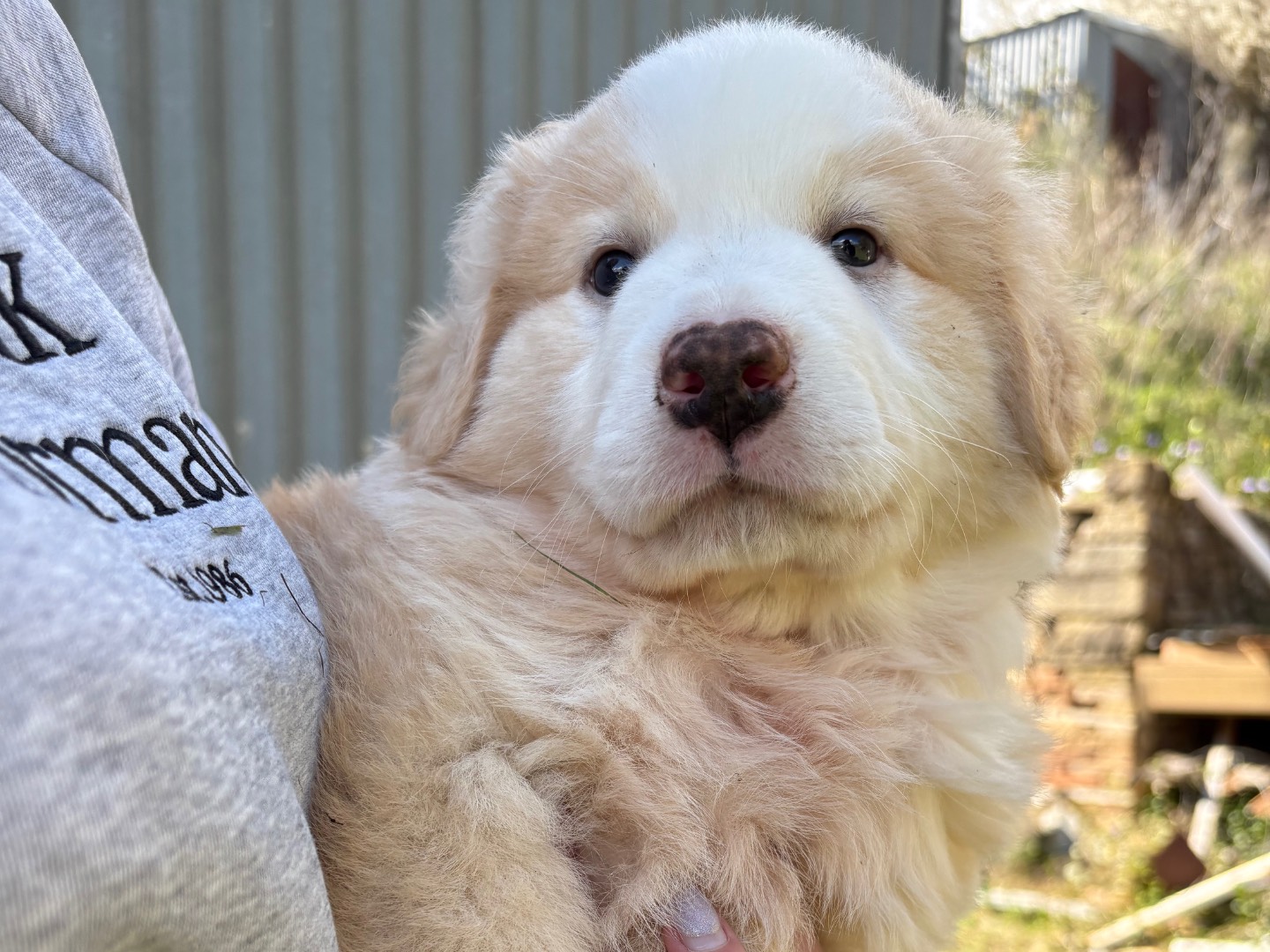 Adozione cane, femmina, Pastore maremmano Razza sconosciuta, 3 mesi, taglia grande, Potenza