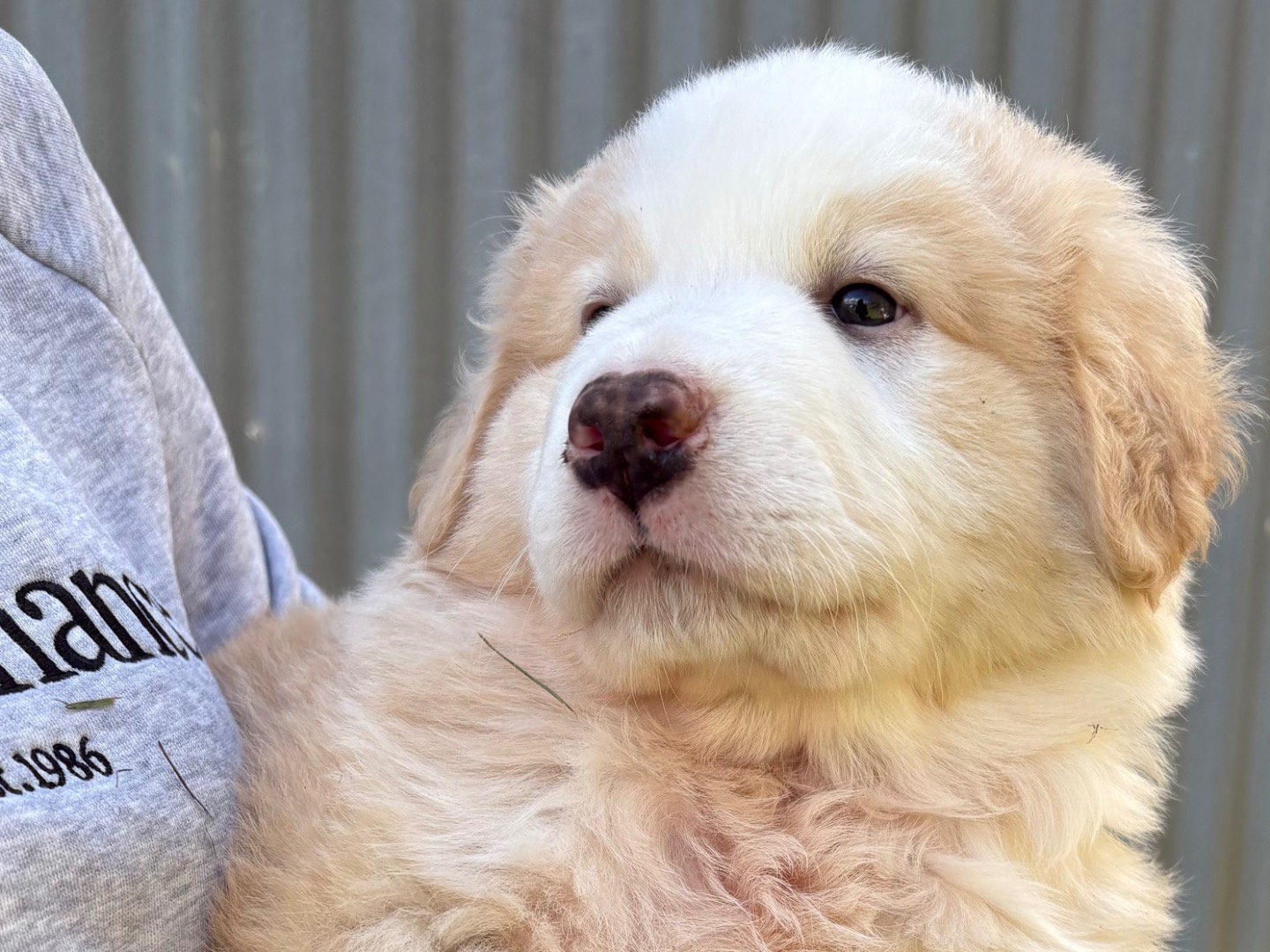 Adotta un cane, femmina, 3 mesi, Potenza