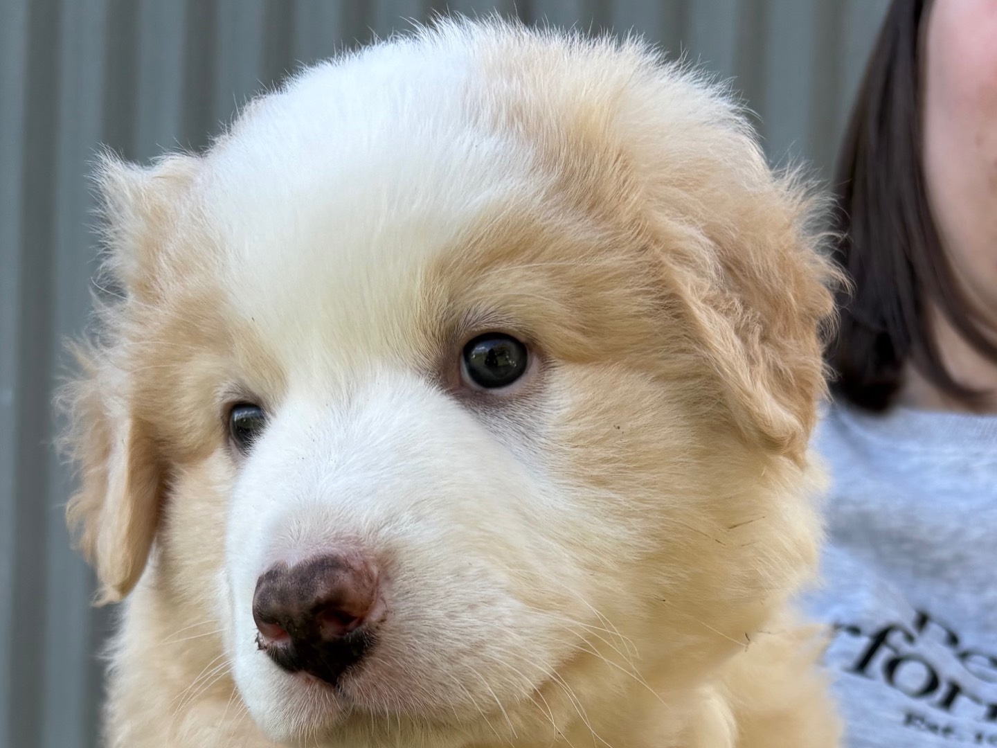 Adotta un cane, taglia grande, femmina, Potenza