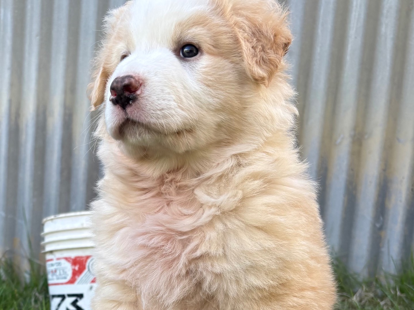 Vuoi adottare un cane a Potenza?