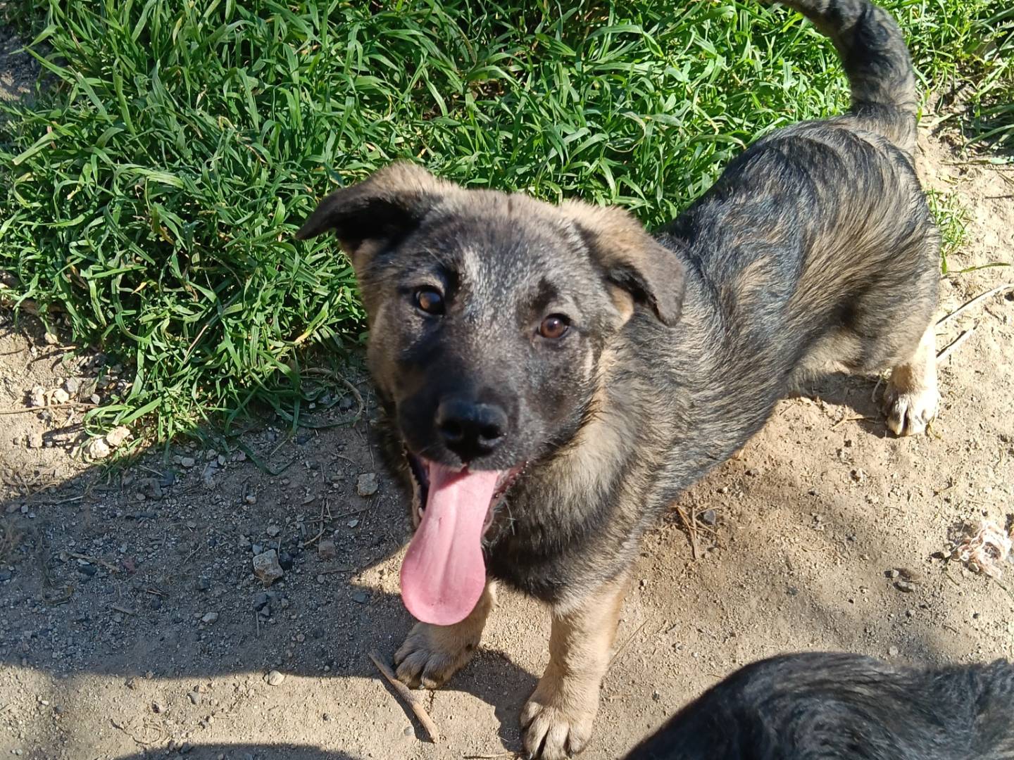 Adozione cane, femmina, Razza sconosciuta Razza sconosciuta, 4 mesi, taglia grande, Catanzaro