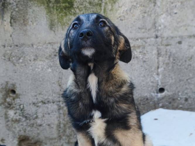 Adotta un cane, femmina, 4 mesi, Catanzaro