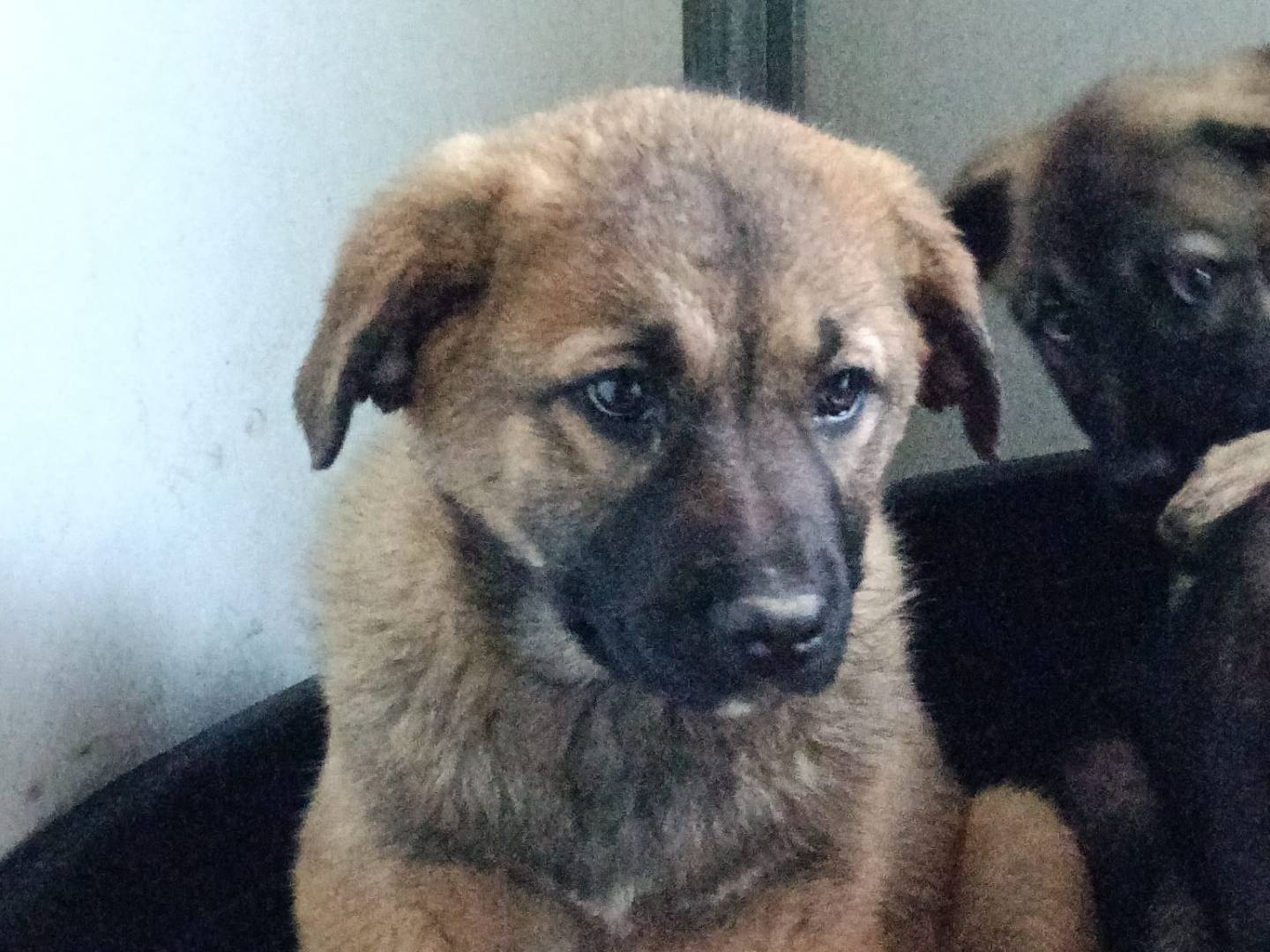 Adotta un cane, femmina, 4 mesi, Catanzaro