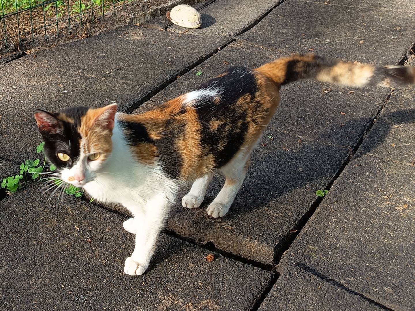 Adozione gatto, femmina, Razza sconosciuta Razza sconosciuta, 1 anno e 3 mesi, taglia non valida, Livorno