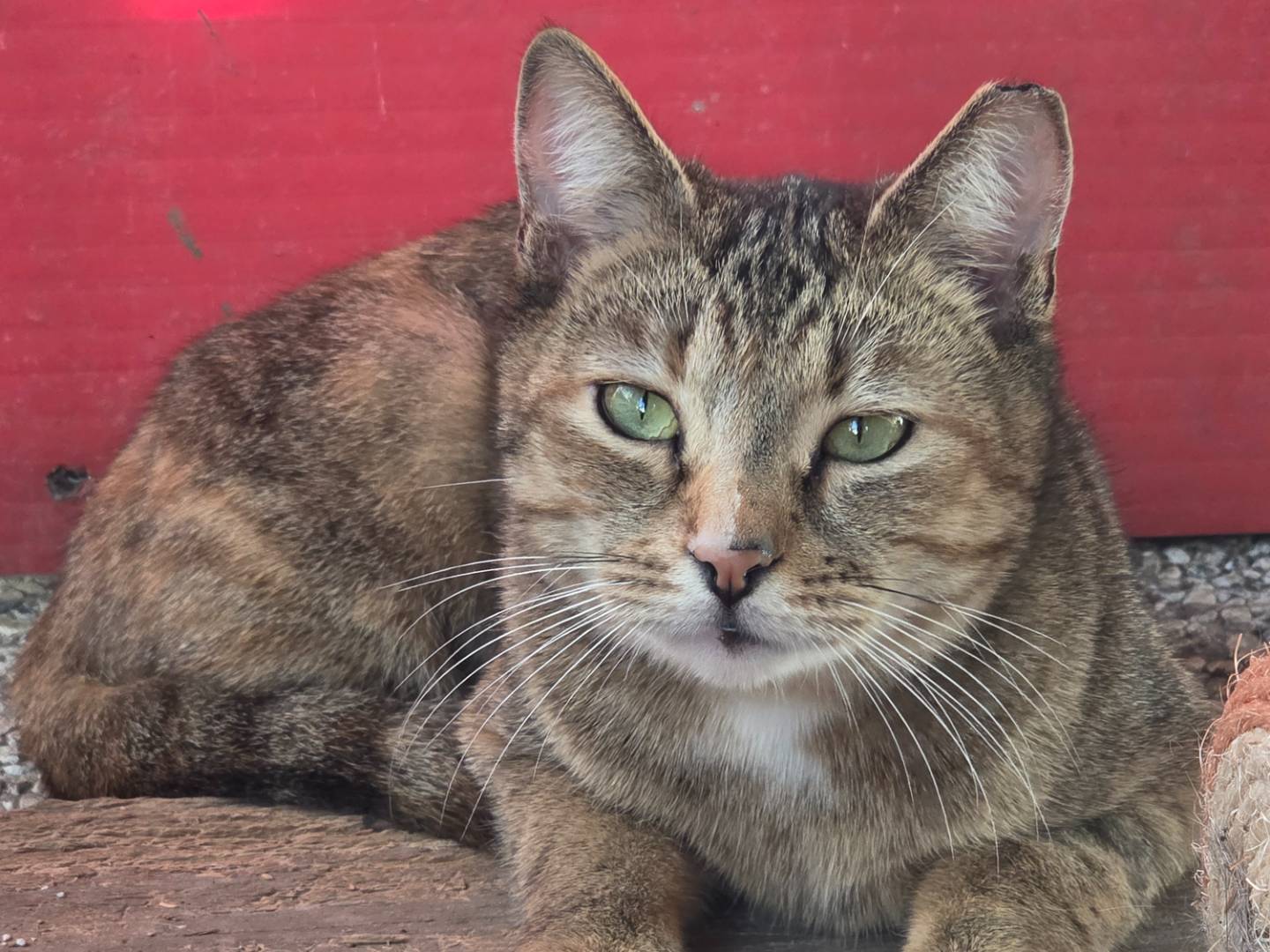 Adozione gatto, femmina, Razza sconosciuta Razza sconosciuta, 1 anno e 5 mesi, taglia non valida, Parma